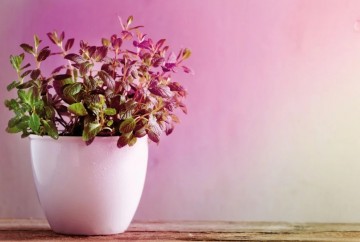 Ledlamp paulmann grow green 28732 wwwlamp123nl12