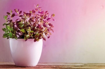 Ledlamp paulmann grow green 28737 wwwlamp123nl12